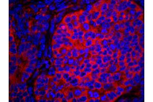 Immunofluorescence (IF) image for anti-eIF2 alpha/eif2s1 (C-Term) antibody (ABIN7448959) (eIF2 alpha/eif2s1 (C-Term) 抗体)