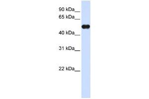 Western Blotting (WB) image for anti-Myeloid Cell Nuclear Differentiation Antigen (MNDA) antibody (ABIN2458298)