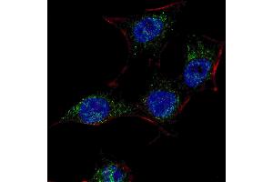 Fluorescent confocal image of HeLa cells stained with SC (Center) antibody. (SREBF chaperone 抗体  (AA 604-632))
