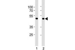 SMAD3 antibody western blot analysis in HepG2 and mouse C2C12 lysate. (SMAD3 抗体  (AA 186-215))