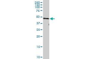 Immunoprecipitation of PPP2R1B transfected lysate using anti-PPP2R1B MaxPab rabbit polyclonal antibody and Protein A Magnetic Bead , and immunoblotted with PPP2R1B purified MaxPab mouse polyclonal antibody (B01P) .