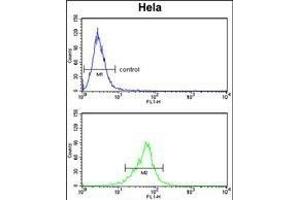 COTL1 Antibody (C-term) (ABIN652766 and ABIN2842503) flow cytometry analysis of Hela cells (bottom histogram) compared to a negative control cell (top histogram). (COTL1 抗体  (C-Term))