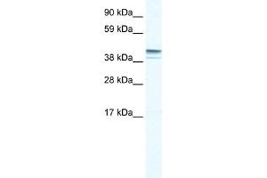 WB Suggested Anti-ZNF627 Antibody Titration:  0. (ZNF627 抗体  (N-Term))