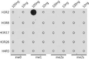 Dot-blot analysis of all sorts of methylation peptides using MonoMethyl-Histone H3-R2 antibody (ABIN3017476, ABIN3017477, ABIN3017478 and ABIN6220105) at 1:1000 dilution. (Histone 3 抗体  (H3R2me))