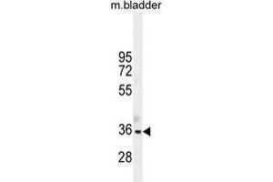 TGIF1 Antibody (Center L223) western blot analysis in mouse bladder tissue lysates (35 µg/lane). (TGIF1 抗体  (Middle Region))