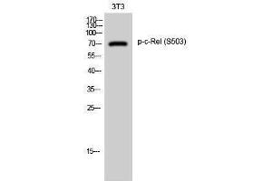 Western Blotting (WB) image for anti-REL proto-oncogene (c-Rel) (pSer503) antibody (ABIN3182729) (c-Rel 抗体  (pSer503))