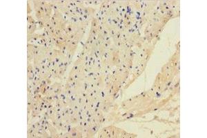 Immunohistochemistry of paraffin-embedded human heart tissue using ABIN7144104 at dilution of 1:100 (ANGPTL2 抗体  (AA 23-493))