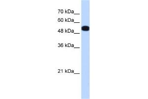 WB Suggested Anti-UGP2 Antibody Titration:  0. (UGP2 抗体  (N-Term))