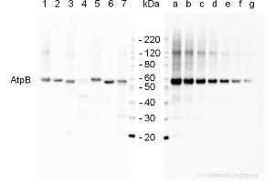 2 µg of total protein extracted with PEB from  leaf tissue of (1) Arabidopsis thaliana, (2) Spinacia oleracea, (3) Lycopersicon esculentum, (4) Glycine max, (5) Populus sp. (ATP1B1 抗体  (Subunit beta))