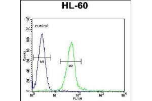 GGH Antibody (N-term) (ABIN655183 and ABIN2844798) flow cytometric analysis of HL-60 cells (right histogram) compared to a negative control cell (left histogram). (GGH 抗体  (N-Term))