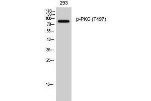 Western Blotting (WB) image for anti-Protein Kinase C (pan) (PKC pan) (pThr497) antibody (ABIN3182126) (PKC 抗体  (pThr497))