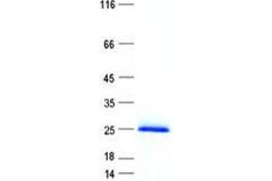 Validation with Western Blot (MAX Protein (His tag))