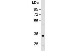 Western blot testing of human HeLa cell lysate with OR1B1 antibody at 1:500.