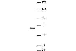 HDAC1 antibody (mAb) (Clone 10E2) tested by Western blot. (HDAC1 抗体  (AA 467-482))
