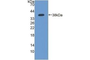 Detection of Recombinant IFI35, Human using Polyclonal Antibody to Interferon Inducible Protein 35 (IFI35) (IFI35 抗体  (AA 2-286))