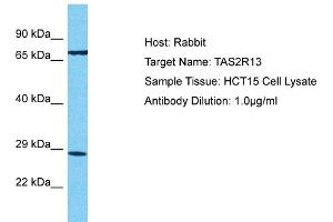Host: Rabbit Target Name: TAS2R13 Sample Tissue: Human HCT15 Whole Cell  Antibody Dilution: 1ug/ml (TAS2R13 抗体  (Middle Region))