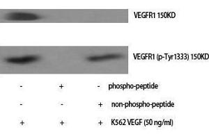 Western Blotting (WB) image for anti-Fms-Related tyrosine Kinase 1 (VEGFR1) (FLT1) (pTyr1333) antibody (ABIN3182563)