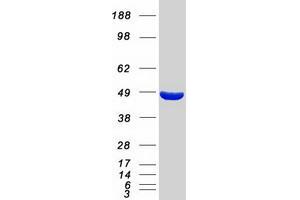 Western Blotting (WB) image for Mannose Phosphate Isomerase (MPI) protein (Myc-DYKDDDDK Tag) (ABIN2726285)