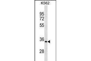 PRTN3 Antibody (C-term) (ABIN1881695 and ABIN2838793) western blot analysis in K562 cell line lysates (35 μg/lane). (PRTN3 抗体  (C-Term))