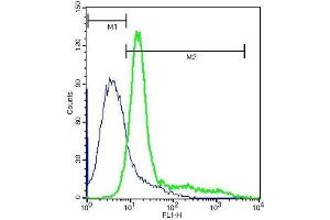 A549 cells probed with Rabbit Anti-Integrin alpha V/CD51 Polyclonal Antibody, FITC Conjugated . (CD51 抗体  (AA 51-150))