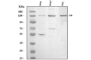 anti-Exportin 5 (XPO5) (AA 2-43), (N-Term) antibody