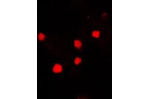 Immunofluorescent analysis of Histone H2A. (H2AFX 抗体  (C-Term))