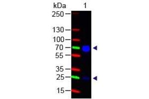 Chicken IgG (H&L) Antibody 488 Conjugated Western Blot. (山羊 anti-小鸡 IgG Antibody (DyLight 488) - Preadsorbed)