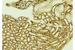ABIN6276751 at 1/100 staining Mouse kidney tissue by IHC-P. (ETS1 抗体  (Internal Region))