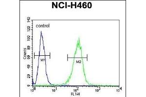 COQ9 Antibody (Center) (ABIN651084 and ABIN2840064) flow cytometric analysis of NCI- cells (right histogram) compared to a negative control cell (left histogram). (COQ9 抗体  (AA 156-184))
