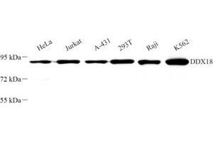 Western blot analysis of DDX18 (ABIN7073695) at dilution of 1: 500 (DDX18 抗体)