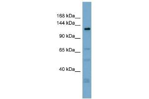 TMEM16C antibody used at 1 ug/ml to detect target protein. (ANO3 抗体  (Middle Region))