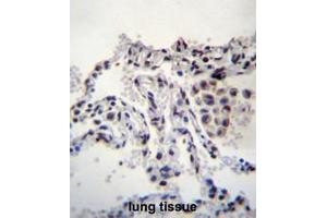 MEIG1 Antibody (Center) immunohistochemistry analysis in formalin fixed and paraffin embedded human lung tissue followed by peroxidase conjugation of the secondary antibody and DAB staining.
