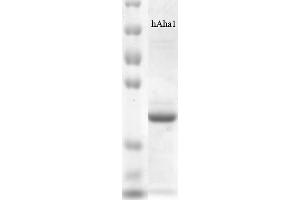 SDS-PAGE (SDS) image for Activator of HSP90 ATPase Activity 1 (AHSA1) protein (His tag) (ABIN1686727)