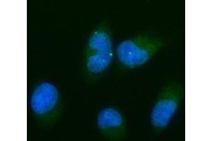 IF analysis of Bcl-XL using anti-Bcl-XL antibody (ABIN5518741). (BCL2L1 抗体  (AA 1-219))