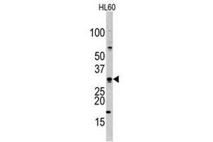Image no. 1 for anti-Cell Division Cycle Associated 8 (CDCA8) (Center) antibody (ABIN356941) (CDCA8 抗体  (Center))