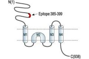Glutamate Receptor, Ionotropic, N-Methyl D-Aspartate 1 (GRIN1) peptide