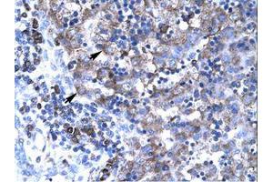 Image no. 3 for anti-T-Box 19 (TBX19) (N-Term) antibody (ABIN202548) (T-Box 19 抗体  (N-Term))