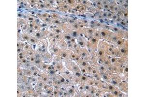 IHC-P analysis of Human Tissue, with DAB staining. (ANGPTL3 抗体  (AA 17-460))