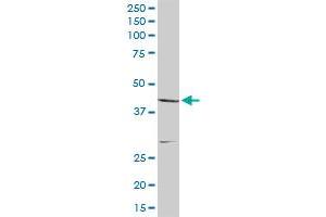 CNP MaxPab rabbit polyclonal antibody. (Cnpase 抗体  (AA 1-421))