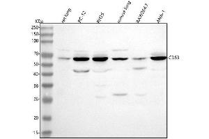 Western blot analysis of Cd63 using anti-Cd63 antibody (ABIN7599646).