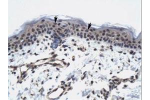 Image no. 1 for anti-RNA Polymerase II TBP-Associated Factor Subunit G (TAF9) (AA 25-74) antibody (ABIN6735958) (TAF9 抗体  (AA 25-74))