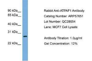 WB Suggested Anti-ATPAF1  Antibody Titration: 0.
