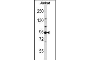 G2 Antibody (N-term) 3809a western blot analysis in Jurkat cell line lysates (35 μg/lane). (AP1G2 抗体  (N-Term))