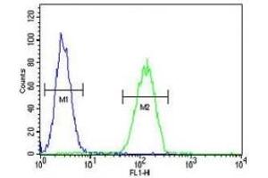 NEU1 antibody flow cytometric analysis of MDA-MB231 cells (green) compared to a negative control (blue). (NEU1 抗体  (AA 11-40))