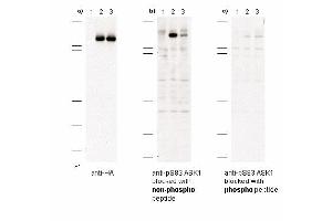 Immunoblot of anti-pS83 ASK1 antibodies shows specificity for phosphorylated human ASK1. (ASK1 抗体  (pSer83))