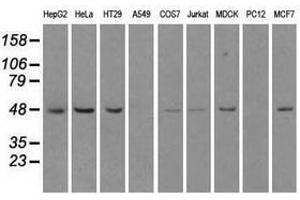 Image no. 1 for anti-LEM Domain Containing 3 (LEMD3) antibody (ABIN1499117) (LEMD3 抗体)