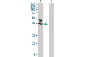 Western Blot analysis of SGK196 expression in transfected 293T cell line by SGK196 MaxPab polyclonal antibody. (SGK196 抗体  (AA 1-350))