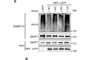 Western Blotting (WB) image for anti-DNA (Cytosine-5)-Methyltransferase 1 (DNMT1) (AA 1-270) antibody (ABIN6139745)