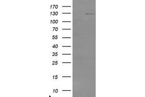 Image no. 3 for anti-Ubiquitin Specific Peptidase 36 (USP36) (AA 589-972) antibody (ABIN1491604)