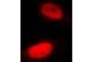 Immunofluorescent analysis of SHARP-2 staining in Hela cells. (BHLHE40 抗体)
